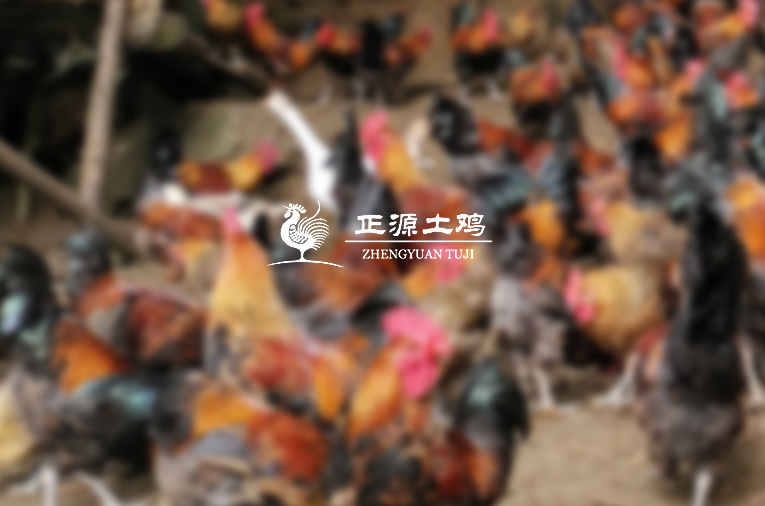 四川初一农业科技公司