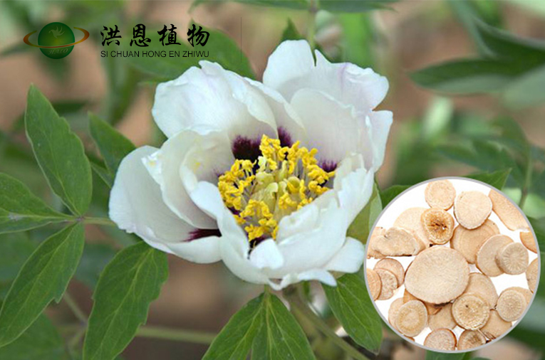 四川洪恩植物科技有限公司